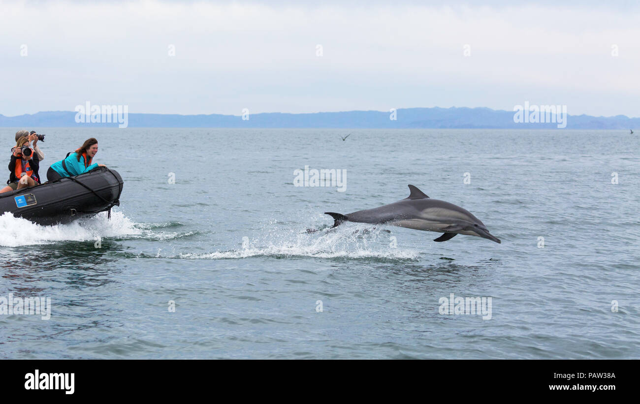 A lungo becco delfino comune, Delphinus capensis, con Zodiac, Isla San Lorenzo, BCS, Messico. Foto Stock