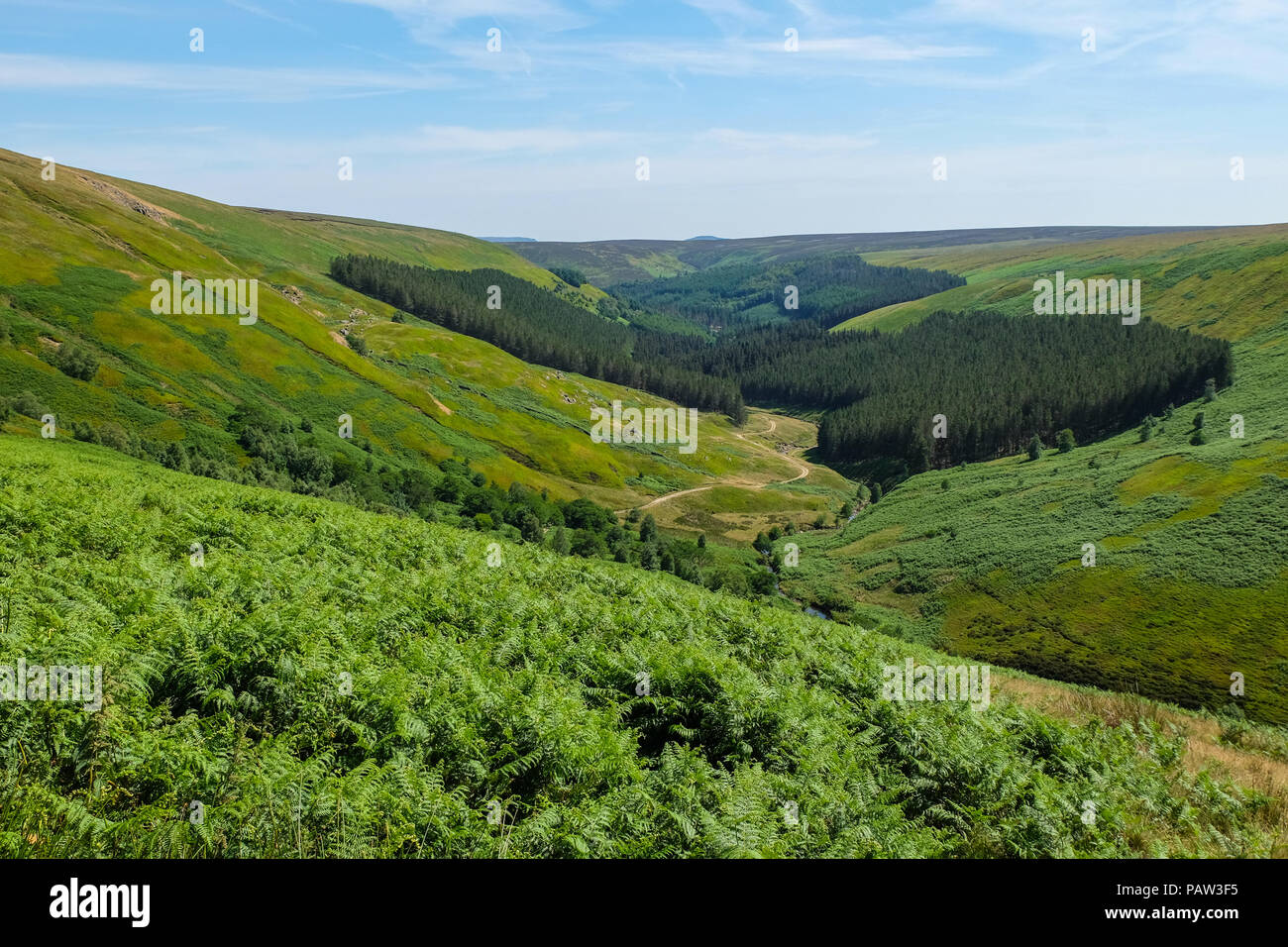 Sentiero stretto passando attraverso la valle boscosa del Peak District, REGNO UNITO Foto Stock