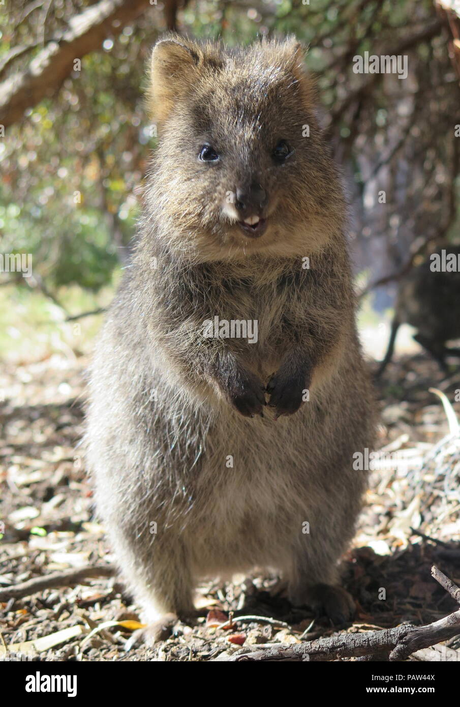 L'animale più felice sulla terra: Quokka, Setonix brachyurus sull'Isola di Rottnest, Perth, Western Australia Foto Stock