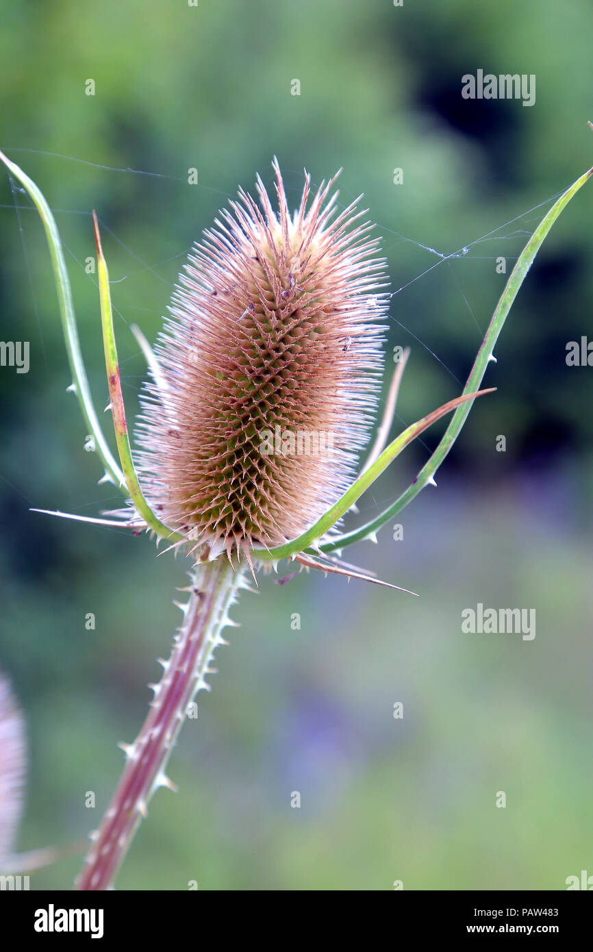 Fiore di cardo Foto Stock