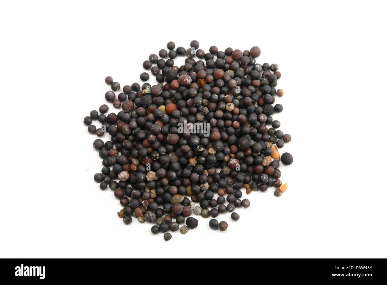 Nero Semi di senape su sfondo bianco Foto Stock