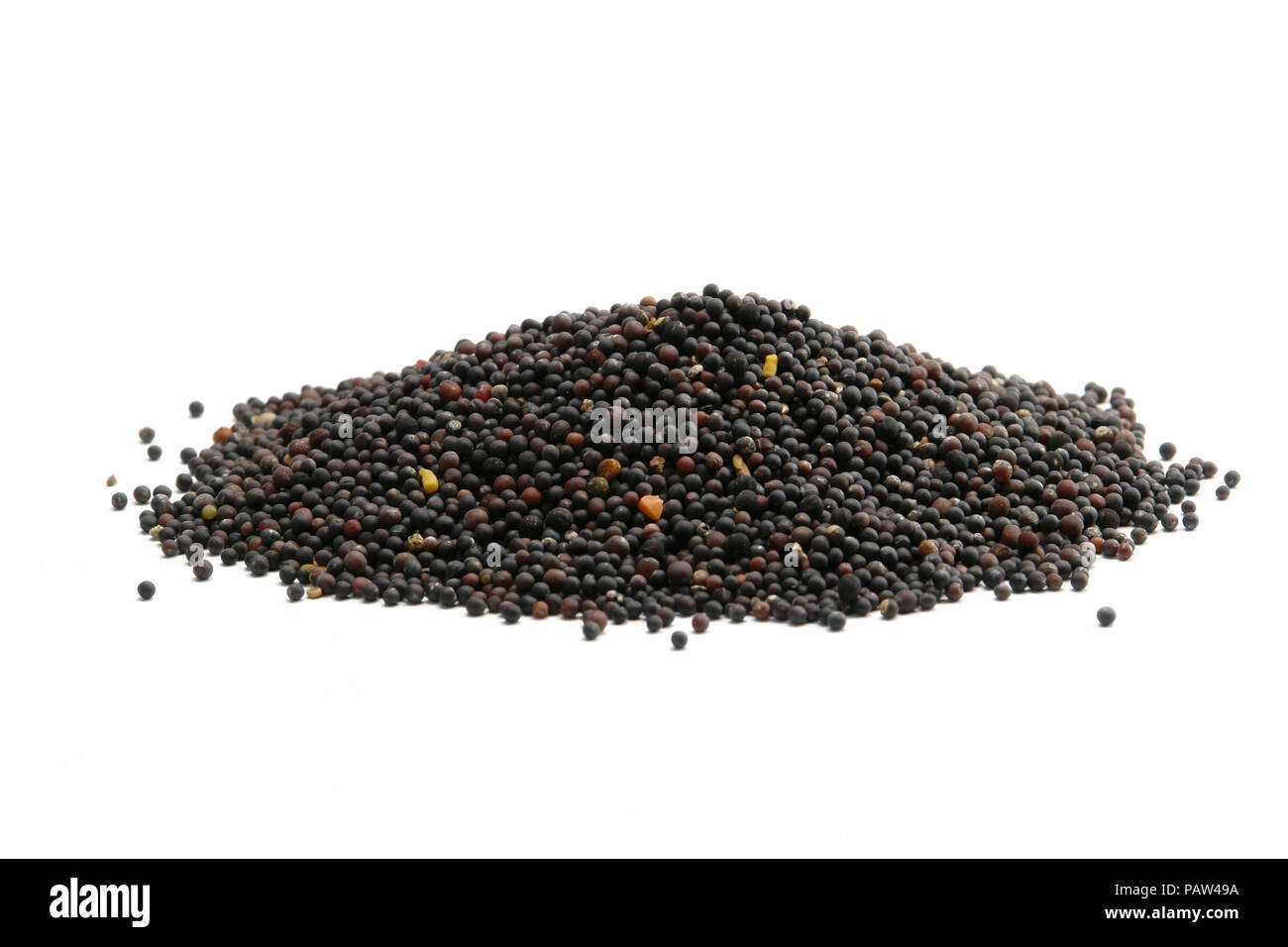 Nero Semi di senape su sfondo bianco Foto Stock