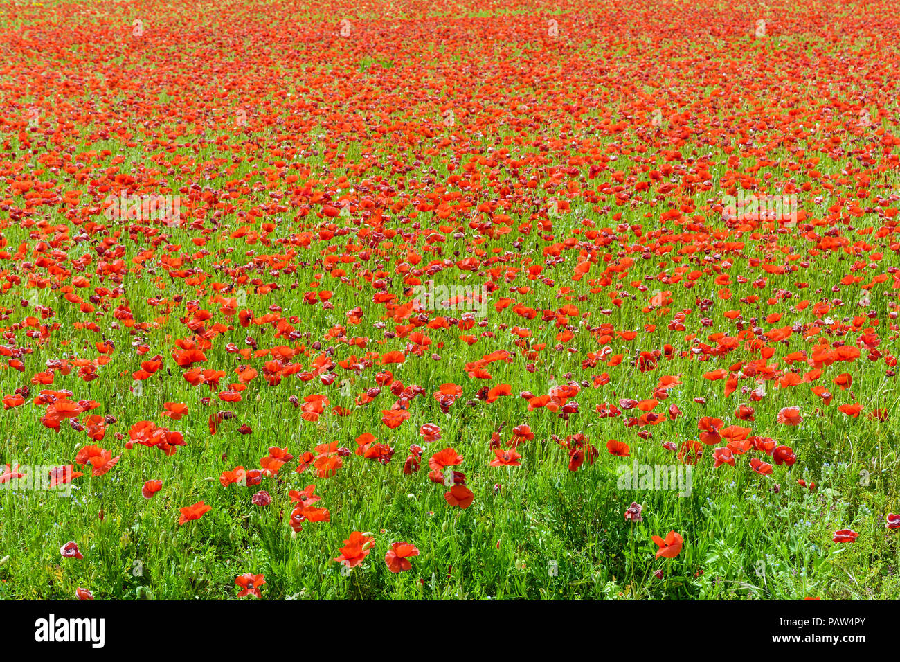 Un campo di papaveri in piena fioritura sotto un sole splendente. Foto Stock