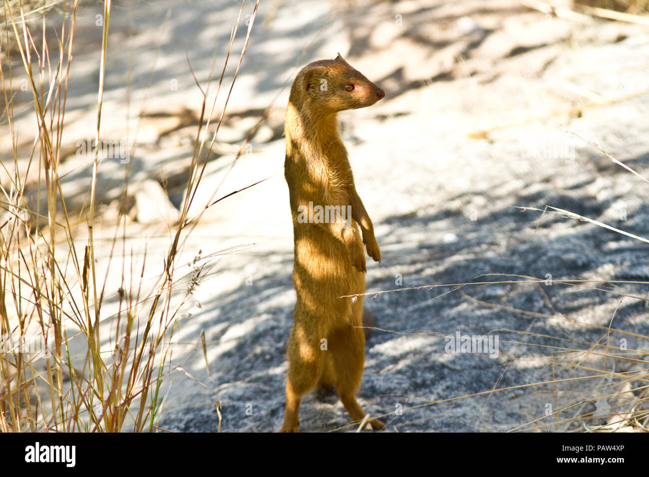 Un avviso esili mongoose vive una vita solitaria, sempre alla ricerca di cibo. Foto Stock