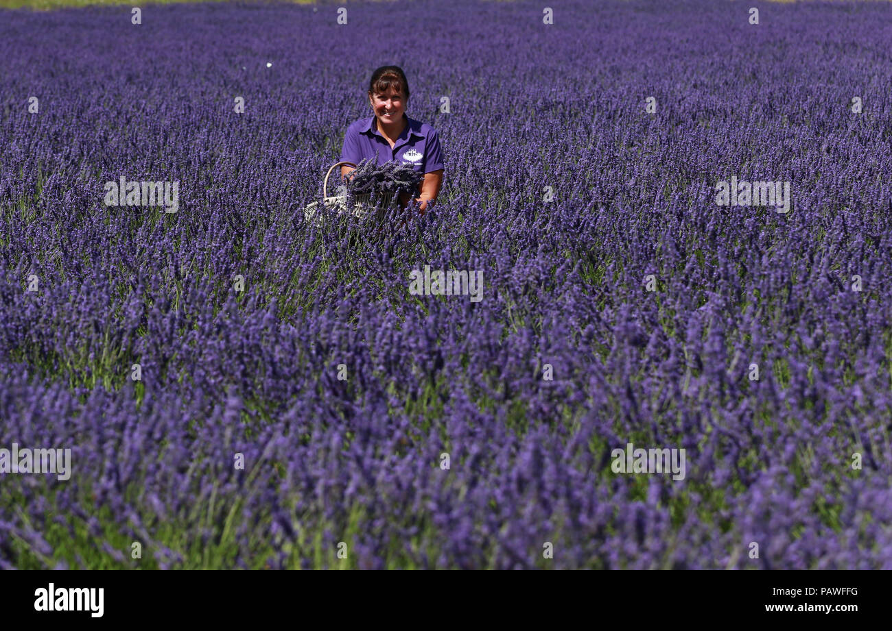 Heacham, UK. Il 24 luglio 2018. Il caldo continua come Tracey McIntosh raccoglie alcune della lavanda a Norfolk di lavanda in Heacham, pronto per il Sandringham mostra di domani. La lavanda, Heacham, Norfolk, il 24 luglio 2018. Credito: Paolo Marriott/Alamy Live News Foto Stock