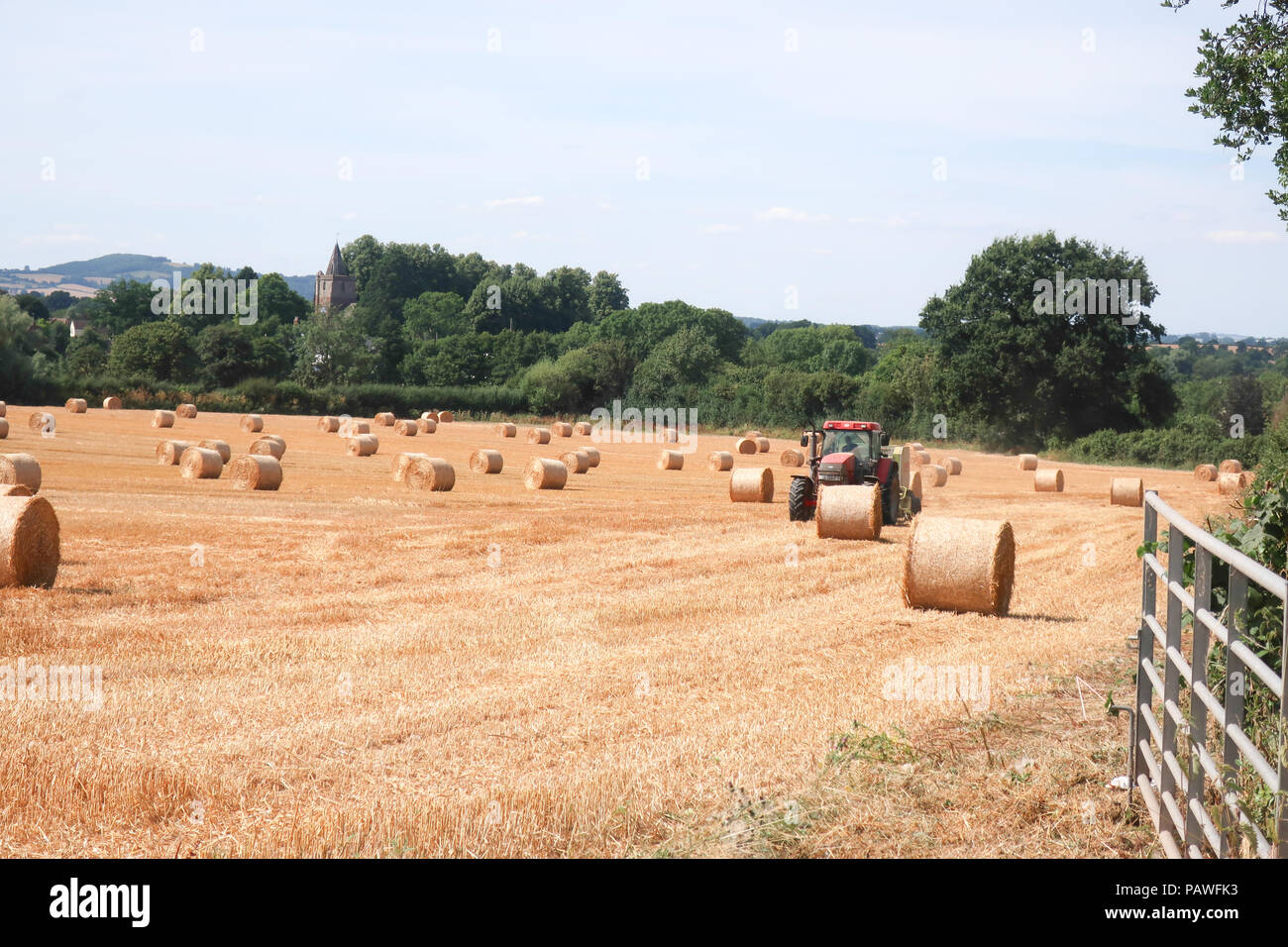 Newent Glos, Regno Unito. Il 25 luglio 2018. Gli agricoltori ottenere un avvio anticipato sul raccolto, ma rese dovrebbe essere inferiore al normale a causa della siccità. La qualità deve essere buona ma la resa inferiore comporterà un aumento dei prezzi del grano e più costosi di pane. Credito: il dott. Ian B Oldham/Alamy Live News Foto Stock