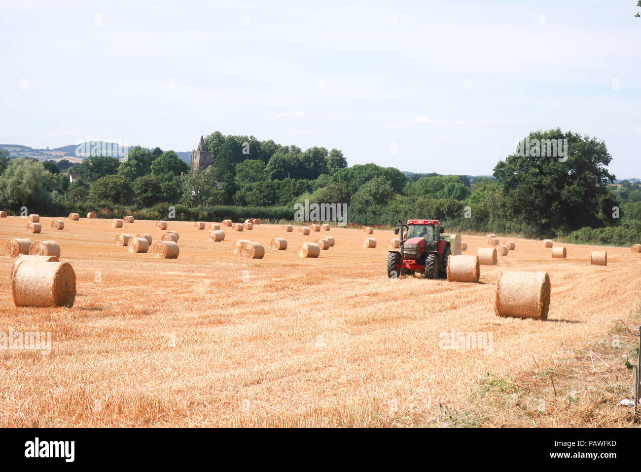 Newent Glos, Regno Unito. Il 25 luglio 2018. Gli agricoltori ottenere un avvio anticipato sul raccolto, ma rese dovrebbe essere inferiore al normale a causa della siccità. La qualità deve essere buona ma la resa inferiore comporterà un aumento dei prezzi del grano e più costosi di pane. Credito: il dott. Ian B Oldham/Alamy Live News Foto Stock