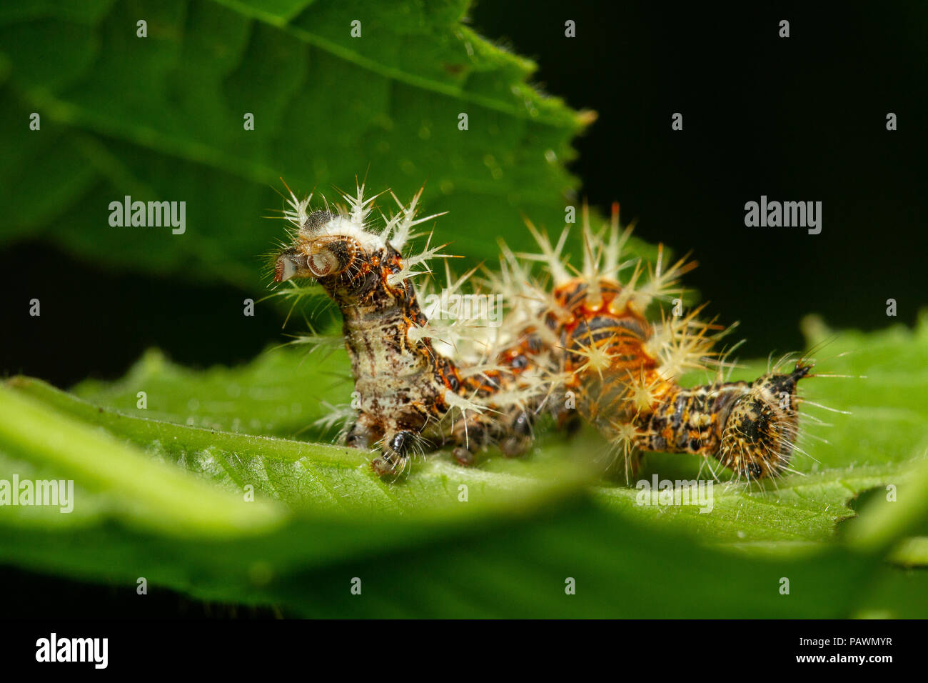 Caterpillar peloso su una foglia, fotografia macro Foto Stock