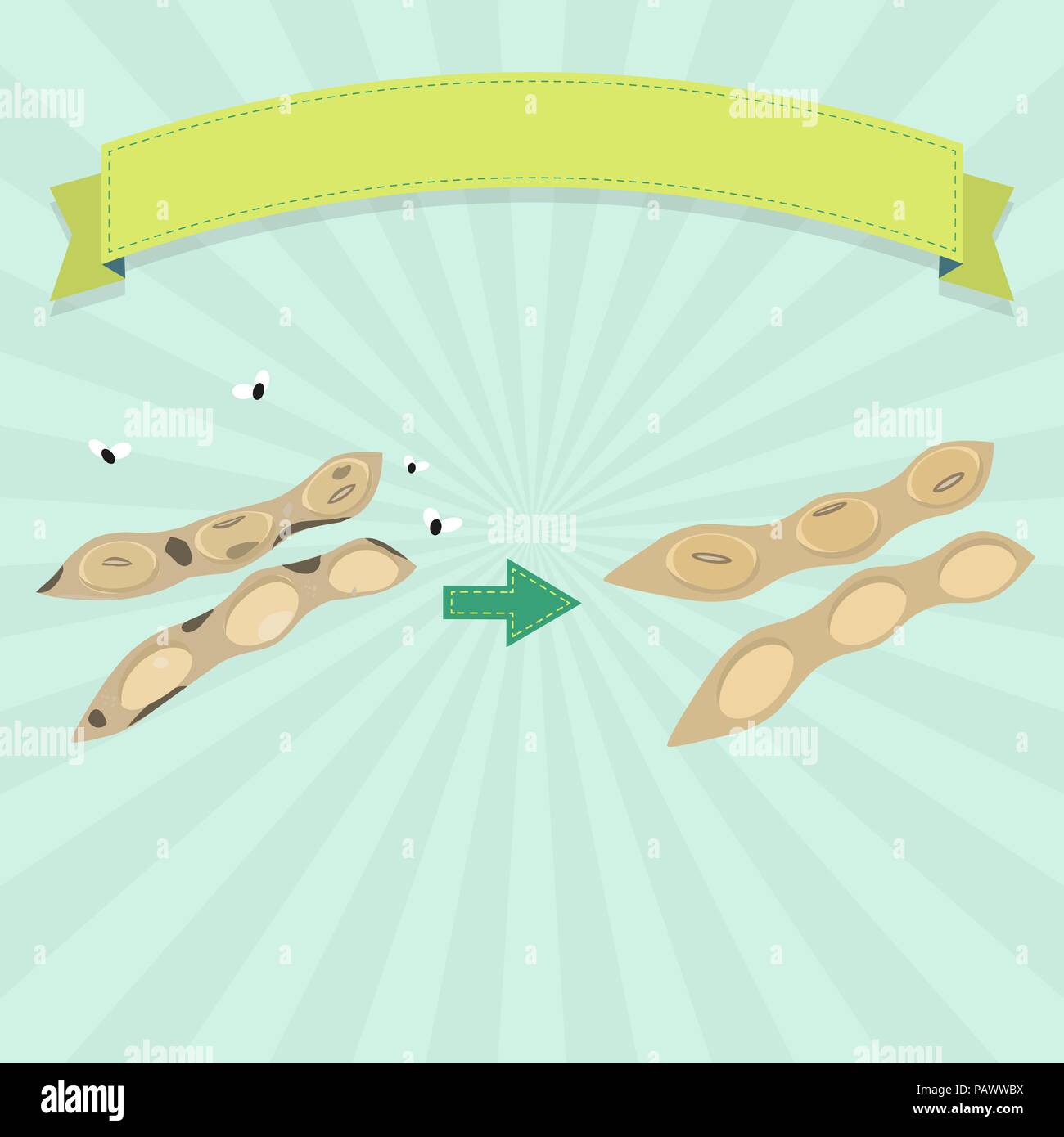 Marcio pod di soia con mosche e soia fresca pod. Nastro vuoto per inserire il testo. Illustrazione Vettoriale