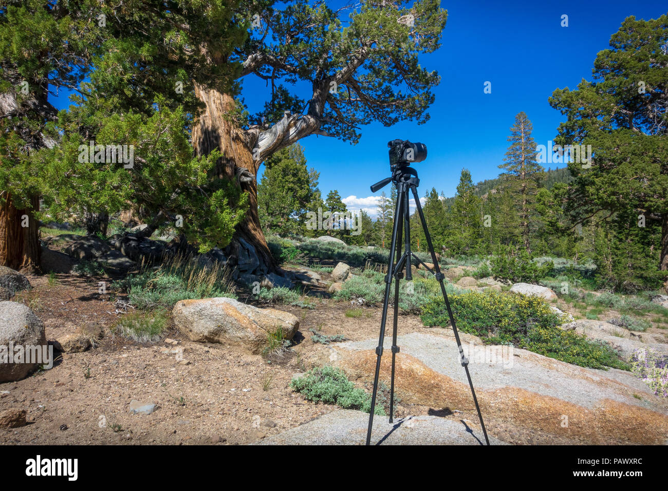 Fotografia di viaggio il setup in un Bristlecone pine tree forest - Autostrada 108 Strada, California Foto Stock