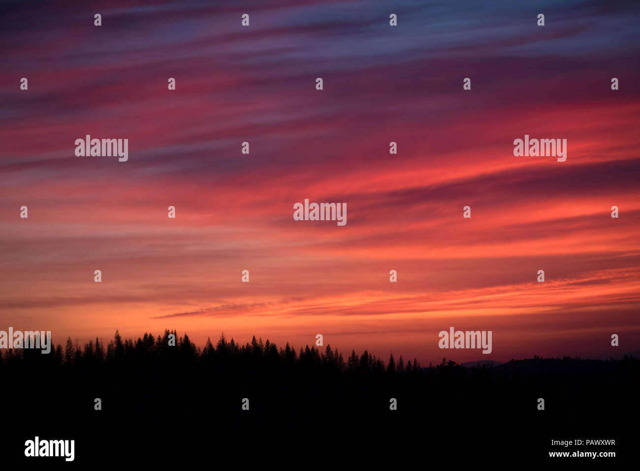 Vivace, rosa e arancio Sierra Nevada Sunrise con silhouette di foresta - Parco Nazionale di Yosemite Foto Stock