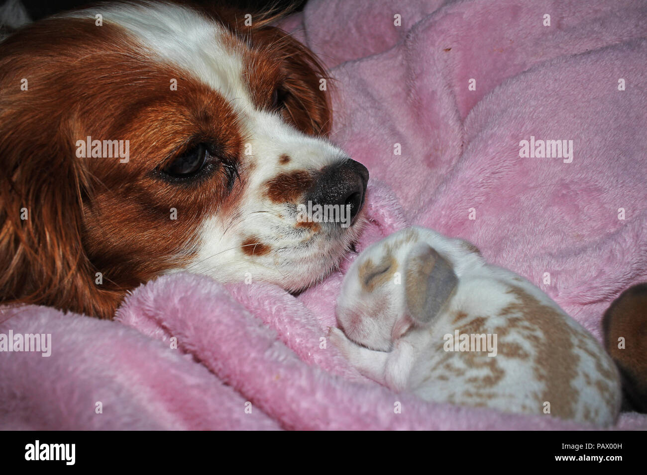 Cane e baby bunny nuova nata kit di coniglio. Cavalier King Charles Spaniel cucciolo e lop animali insieme. Carino. Foto Stock