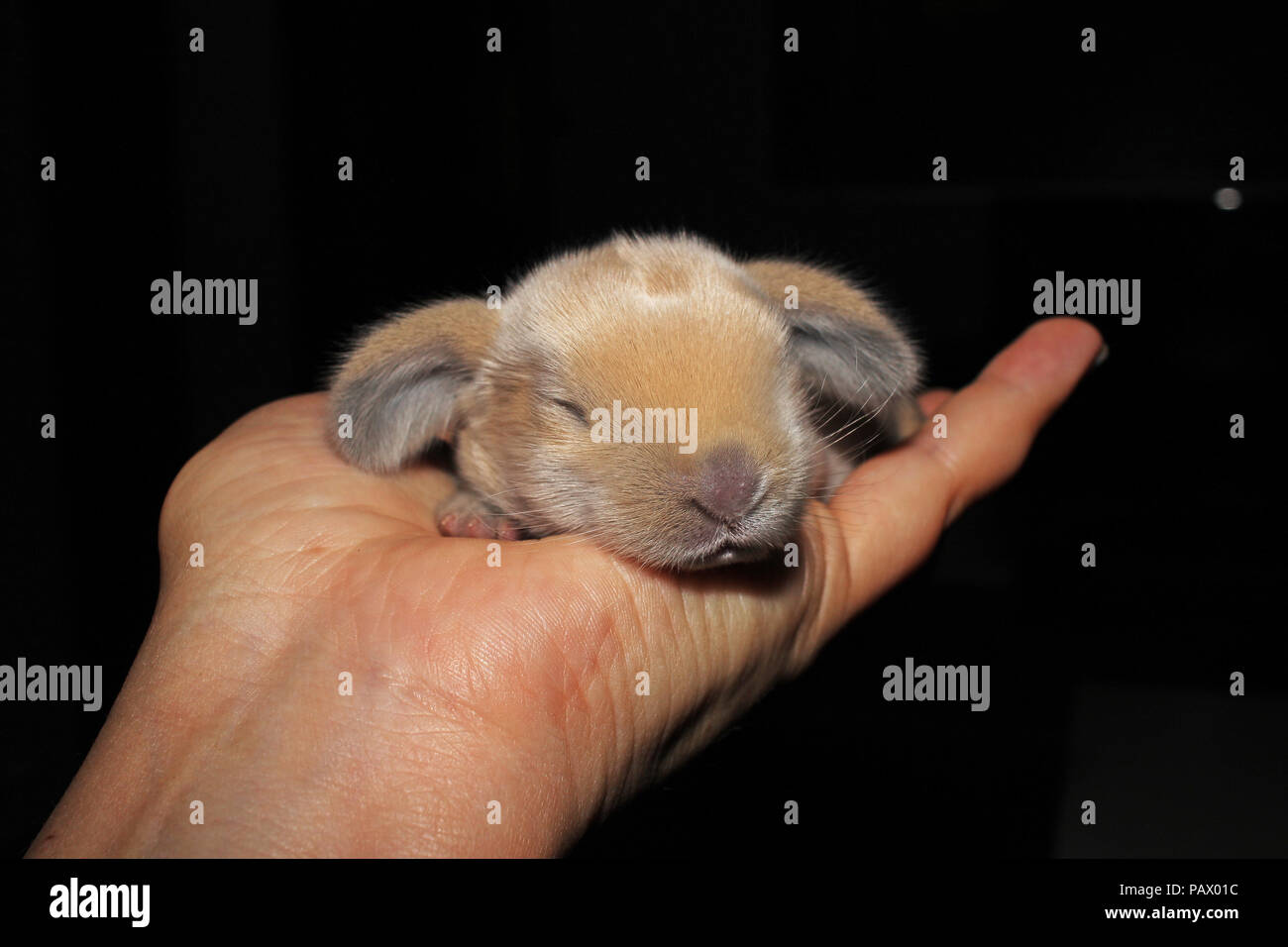 New Born Baby lop kit di coniglio animale da compagnia. Carino bunny lop eared kit. Foto Stock
