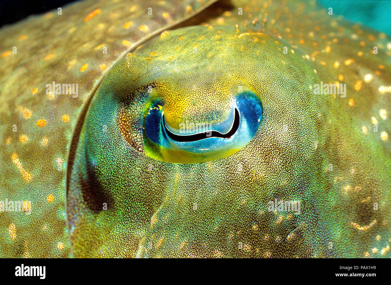 Occhio di un Broadclub Seppie (Sepia latimanus), Rabaul, Papua Nuova Guinea Foto Stock