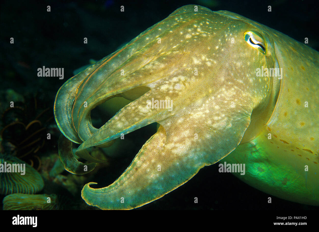 Broadclub Seppie (Sepia latimanus), ritratto, Rabaul, Papua Nuova Guinea Foto Stock