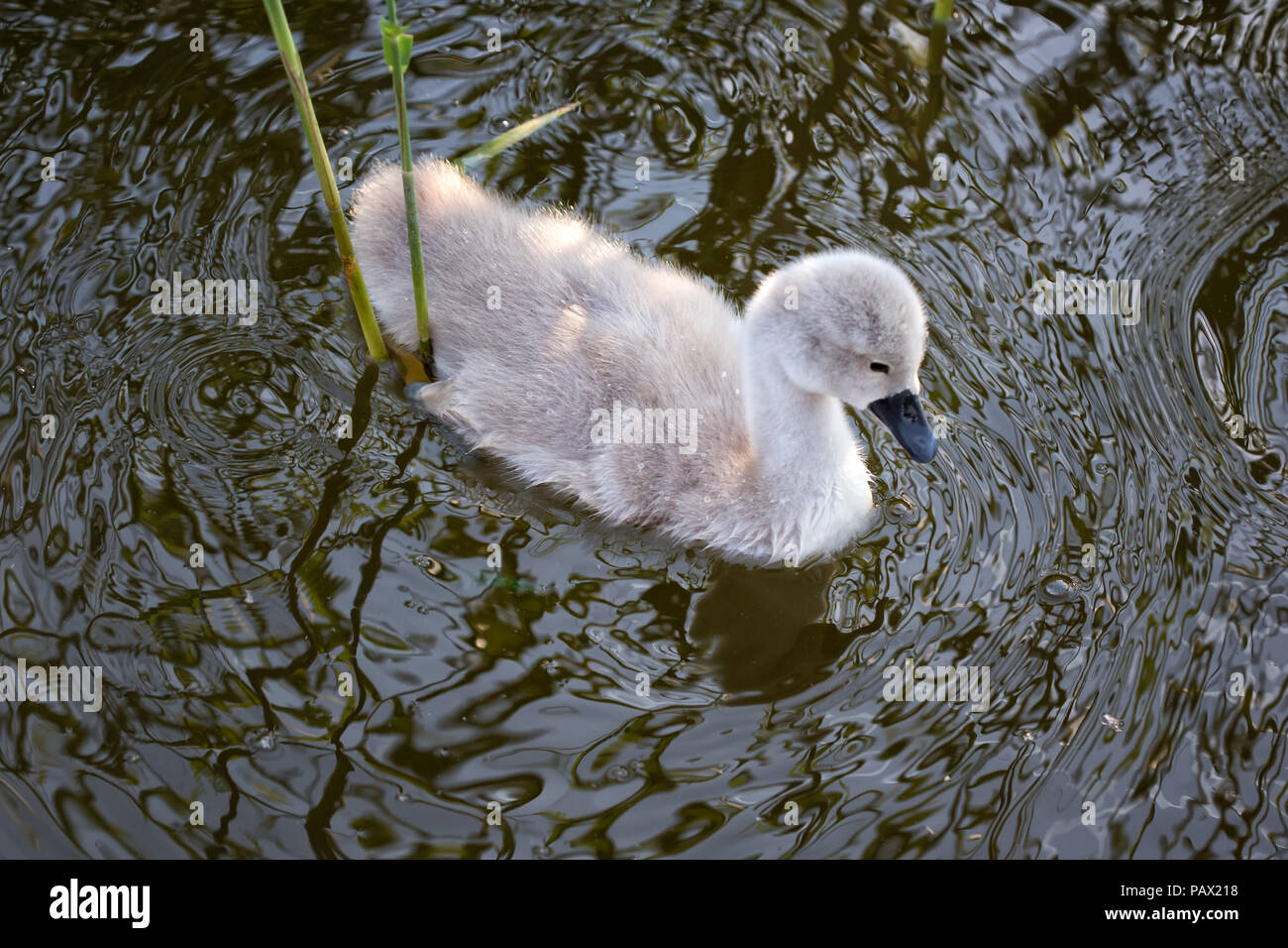 Cigno Cygnet, Usedom, Mar Baltico appena tratteggiato baby Swan prendendo un primo nuotare Foto Stock