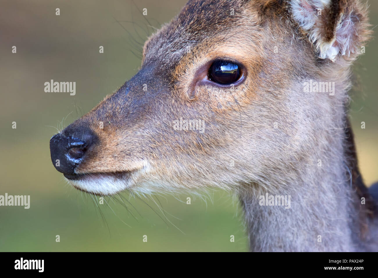 Cervi, Cervus elaphus, foresta vicino al confine belga testa femmina del cervo rosso Foto Stock