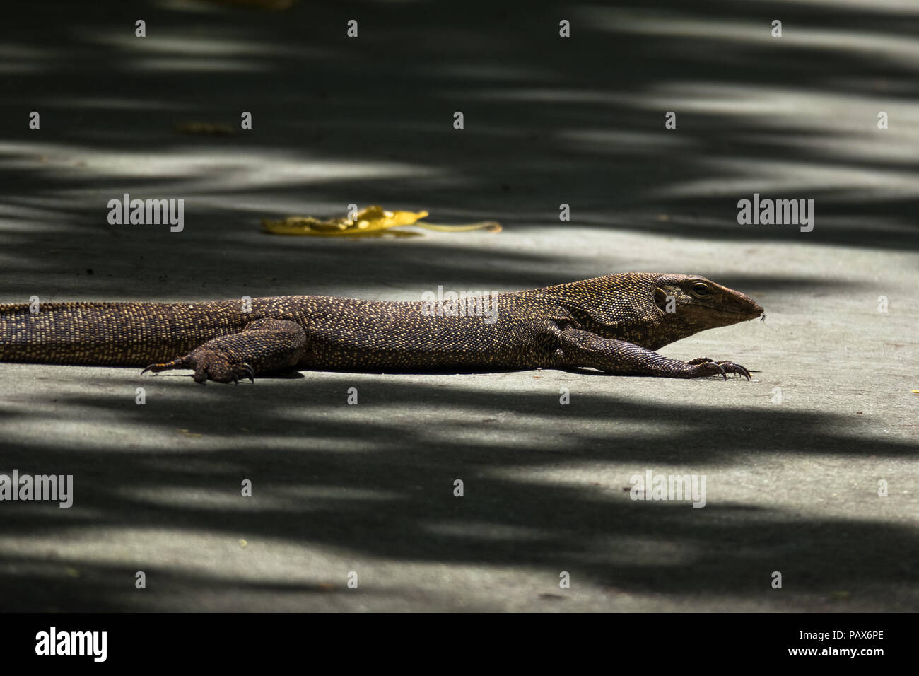 Un asiatico Monitor acqua a prendere il sole in frammentaria della luce del sole su pavimentazione, con una zanzariera di mordere il suo naso - Bukit Timah Nature Park, Singapore Foto Stock
