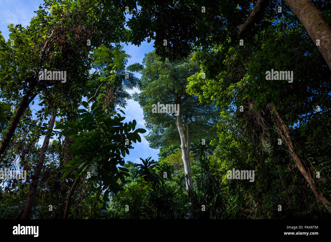 La foresta tropicale tettoia vista dal basso a Mount Faber Park, una meta di escursioni in Singapore Foto Stock