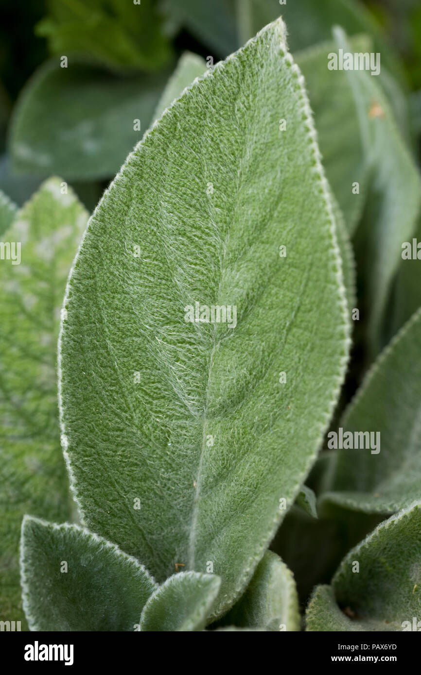 Stachys byzantina Foto Stock