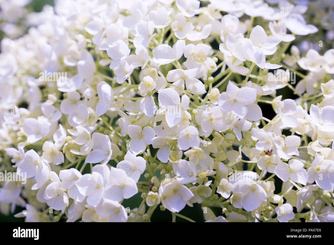 Hydrangea arborescens " Annabelle' Foto Stock