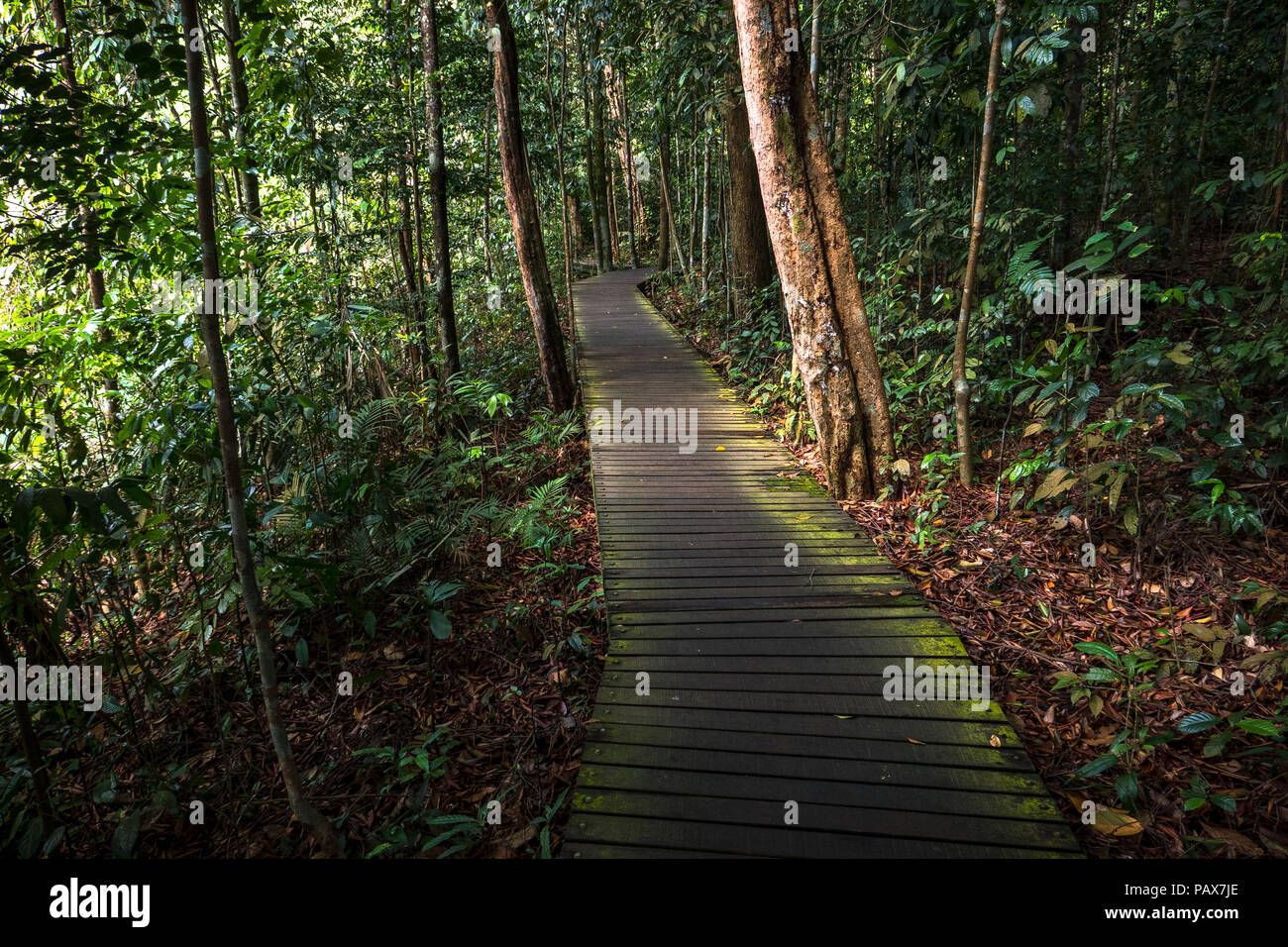 Mossy, legno percorso escursionistico taglio attraverso il fogliame a Macritchie Park, nella giungla di Singapore Foto Stock