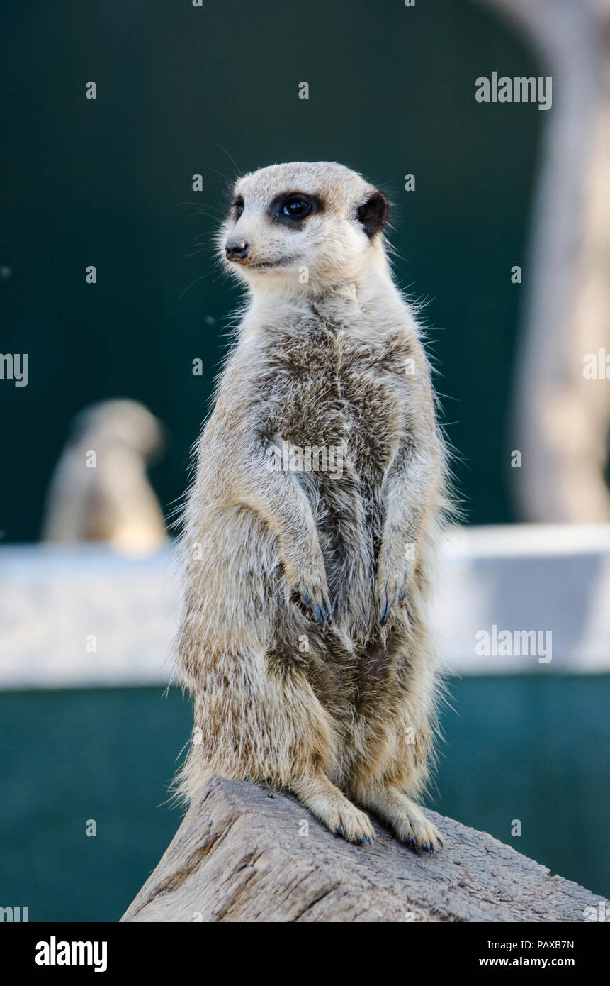 Meerkat sorge in guardia guarda sulla parte superiore del registro. Foto Stock