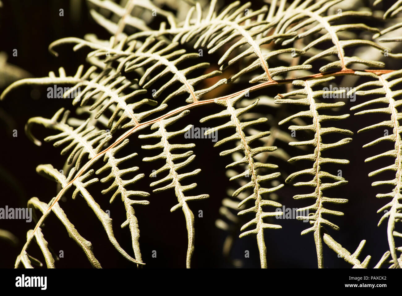 Fronde di felce su sfondo scuro Foto Stock