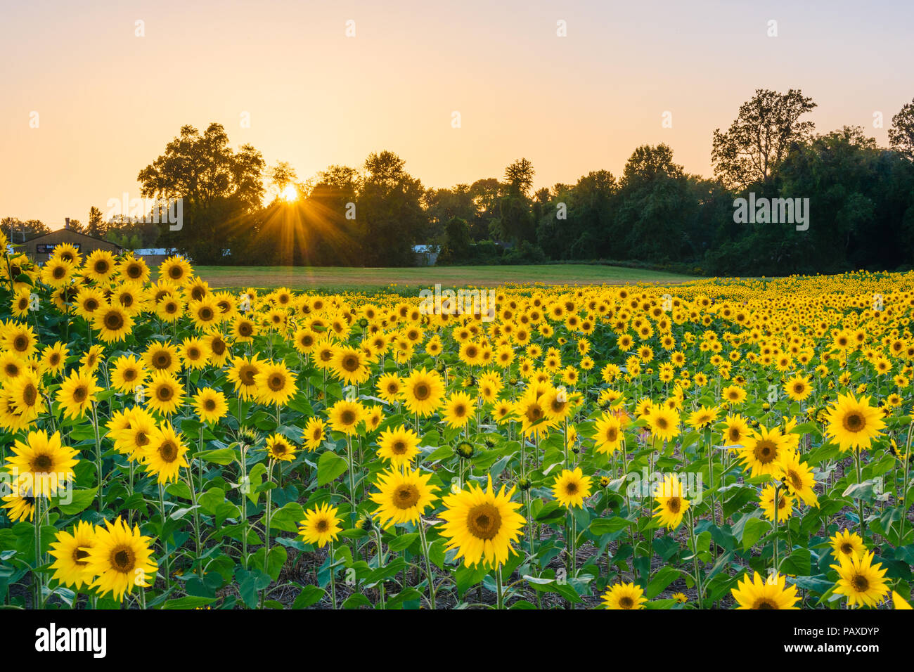 Sfondo Fotografico YongFoto 1.5x1m – Campo Di Girasoli, Tessuto In Poliestere Per Ritratti E Feste