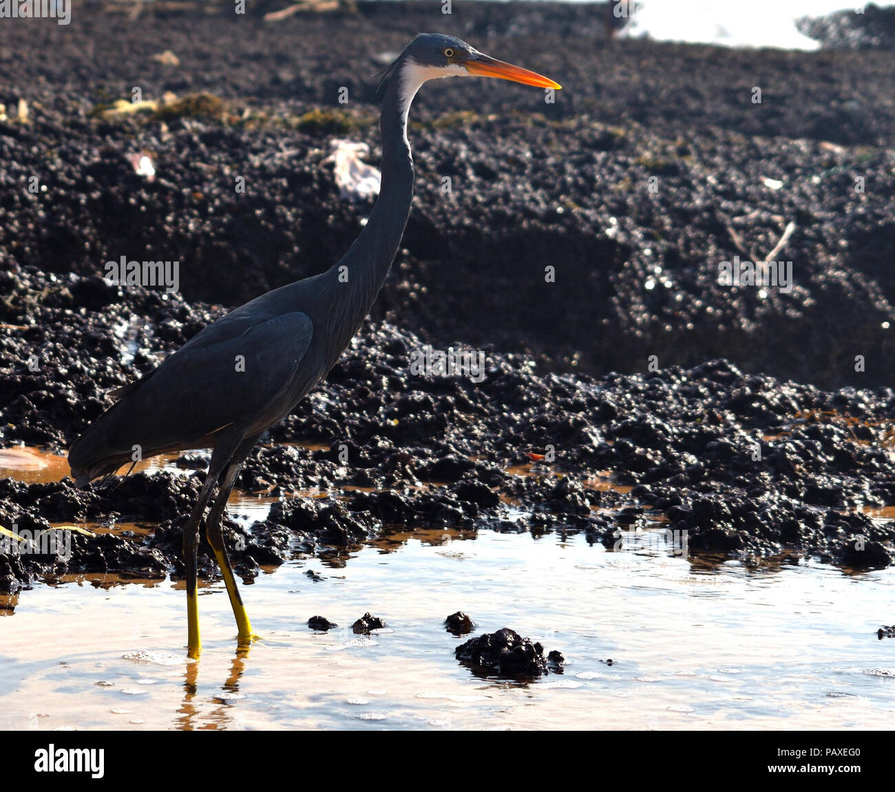 Egretta gularis bird localmente noto come Western Reef Garzetta Morph nero, in piedi dritto e prestando attenzione alla pesca su una spiaggia rocciosa nella giornata di sole. Foto Stock