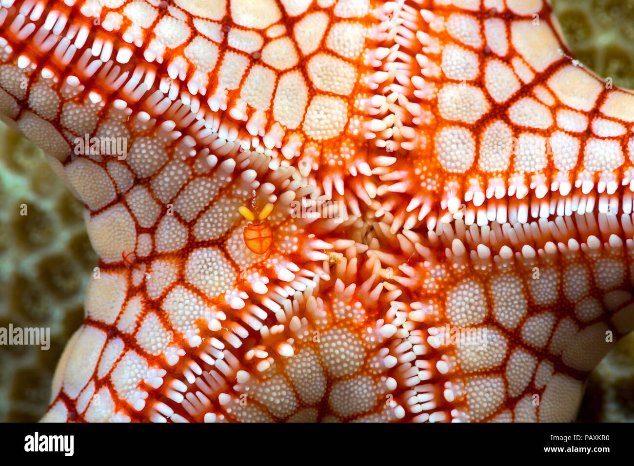Una femmina copepod simbiotici, Stellicola sp. può essere visto solo a sinistra del centro su questa collana seastar, Fromia monilis, Yap, Micronesia. Foto Stock