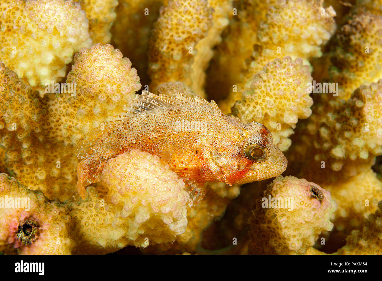 La nana scorfani, Sebastapistes fowleri è il più piccolo di questa famiglia e nelle Hawaii è spesso riscontrato in corallo di cavolfiore, Pocillopora meandr Foto Stock