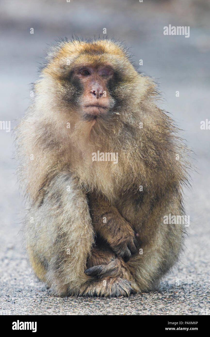 Barbary Macaque (Macaca sylvanus), Adulto con un occhio cieco seduto a terra Foto Stock