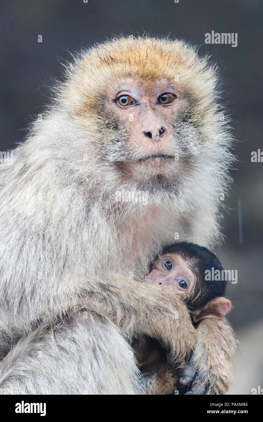 Barbary Macaque (Macaca sylvanus), femmina adulta con un cub Foto Stock