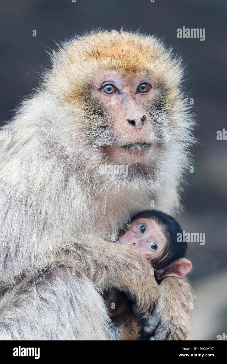 Barbary Macaque (Macaca sylvanus), femmina adulta con un cub Foto Stock