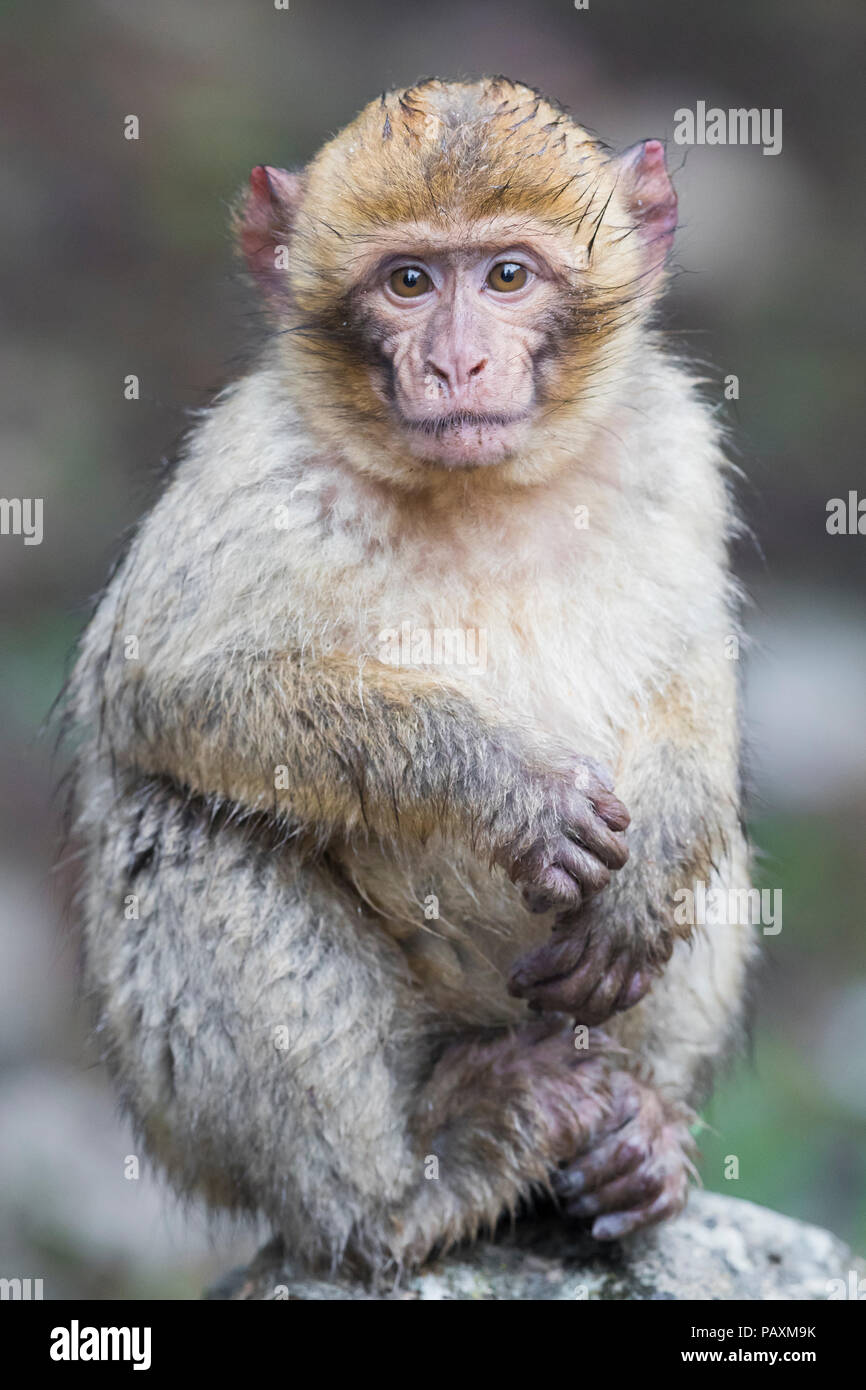 Barbary Macaque (Macaca sylvanus), bambino seduto su una roccia Foto Stock