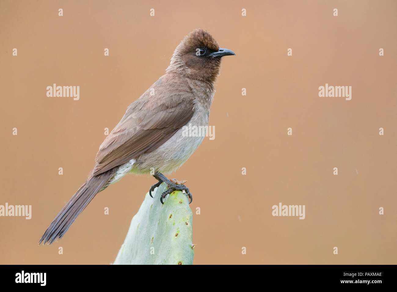 Bulbul comune (Pycnonotus barbatus), Adulto arroccato su una barberia Fig Foto Stock