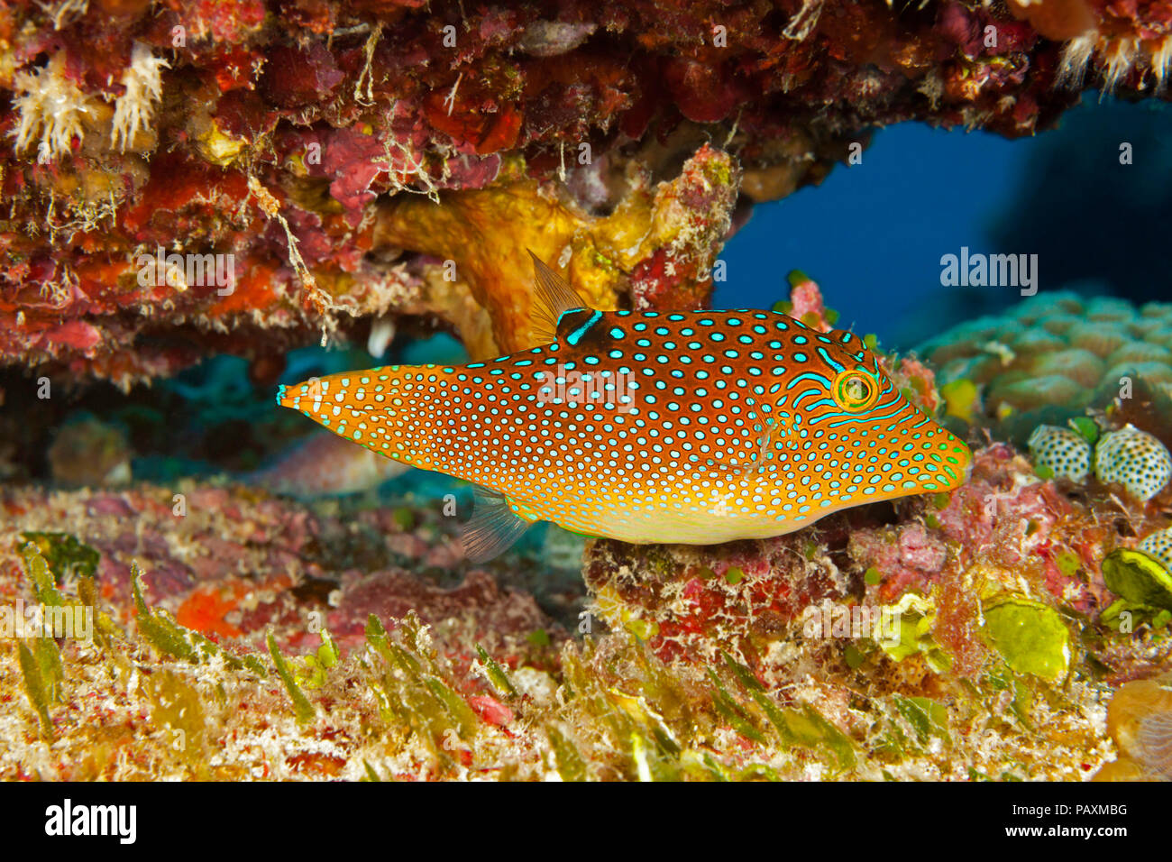 Il Pufferfish reticolare, Canthigaster solandri è noto anche come un macchiato toby. Yap, Micronesia. Foto Stock