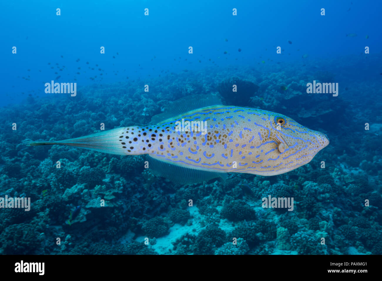 Il scrawled filefish, Aluterus scriptus, può essere trovato singolarmente e in piccoli gruppi, vicino alla barriera corallina e anche in mare aperto, Hawaii. Foto Stock