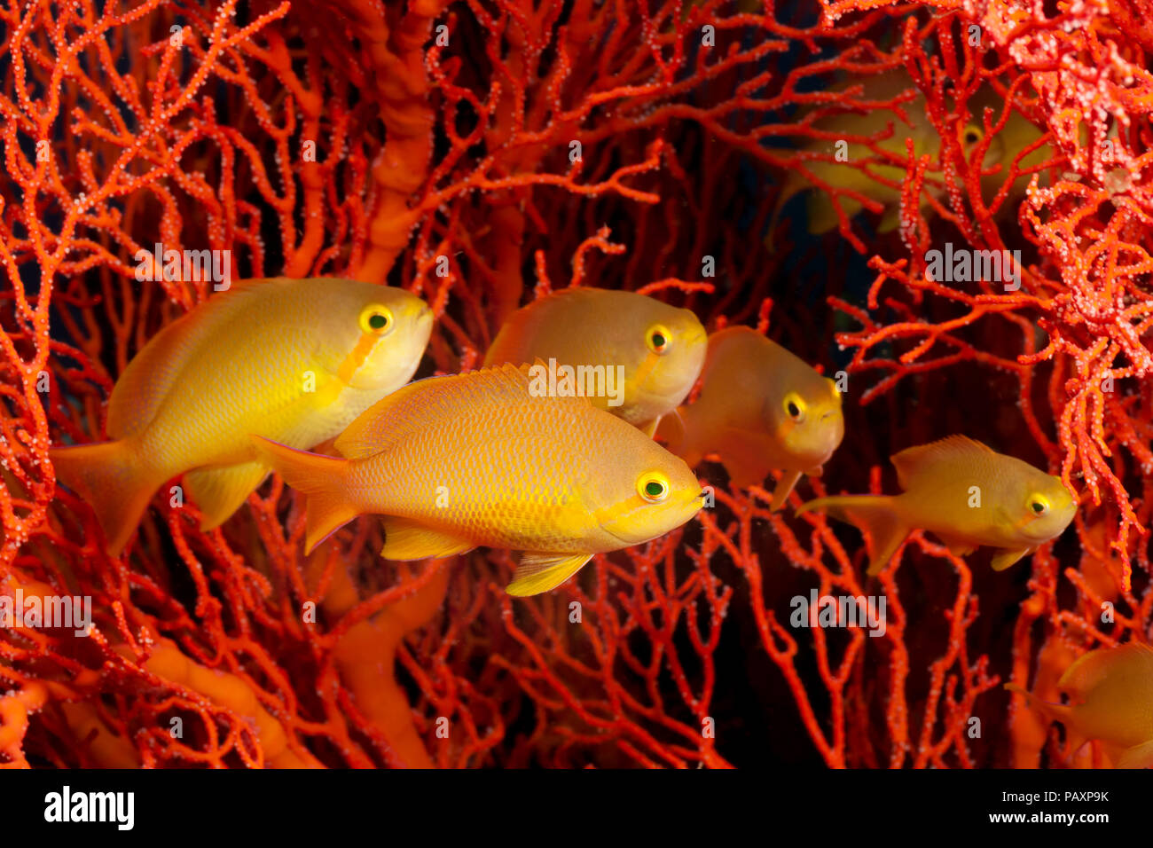 Un harem di femmine jeweled anthias (basslet), Pseudanthias squamipinnis. Il maschio è vicino a intimidire gli altri maschi dal suo territorio, Indonesia. Foto Stock