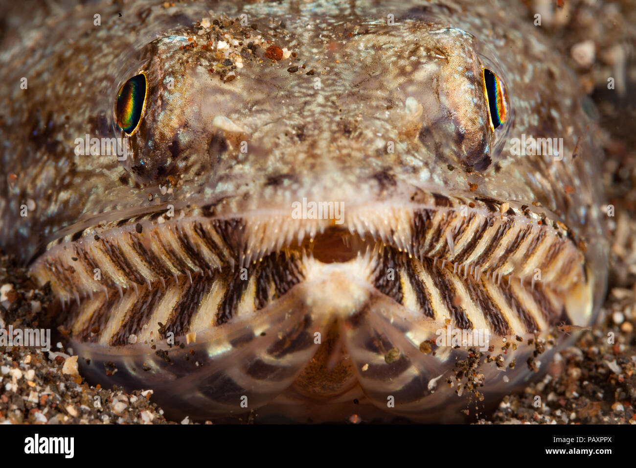 Il twospot, lizardfish Synodus binotatus, è un agguato predator spesso seppellire stesso in un fondo sabbioso per nascondere, Hawaii. Foto Stock