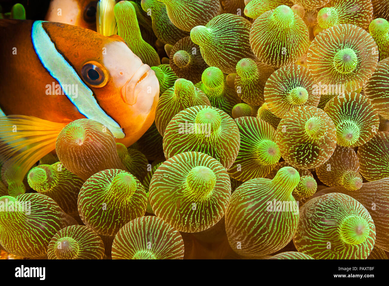 Clark, anemonefish Amphiprion clarkii, in anemone marittimo, Entacmaea quadricolor, Komodo, Indonesia. Foto Stock