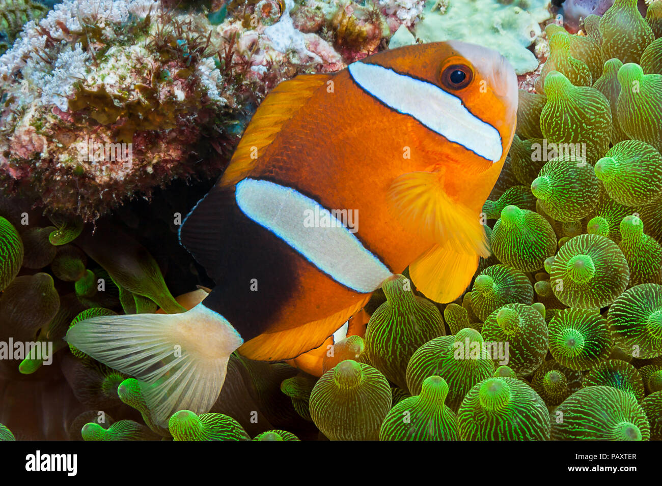 Clark, anemonefish Amphiprion clarkii, in anemone marittimo, Entacmaea quadricolor, Komodo, Indonesia Foto Stock
