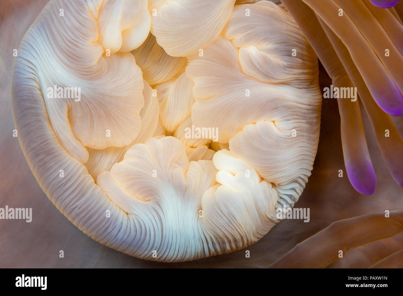 Uno sguardo più da vicino alla bocca di un anemone, Heteractis magnifica, fuori dell'isola di Yap, Micronesia. Foto Stock