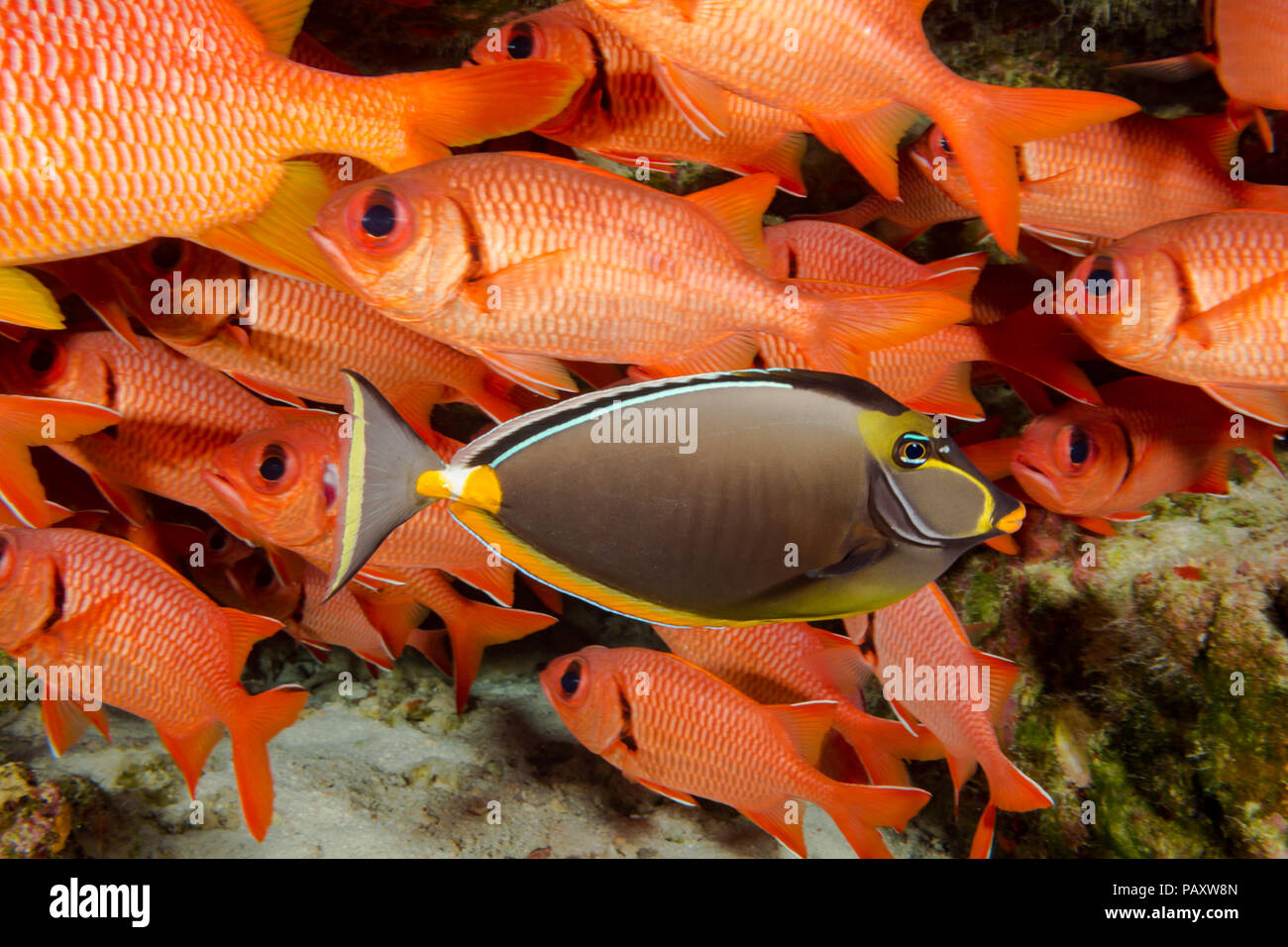 Questa femmina orangespine unicornfish, Naso lituratus, è un membro della famiglia surgeonfish, Hawaii. Foto Stock