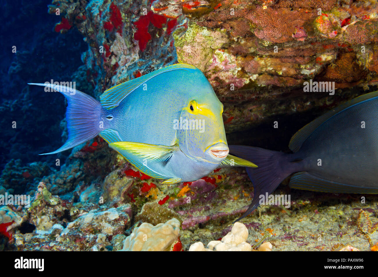 Questa femmina albacora, surgeonfish Acanthurus xanthopterus, ha appena girato un molto di colore più chiaro rispetto alla stessa surgeonfish sulla destra. Essi un Foto Stock