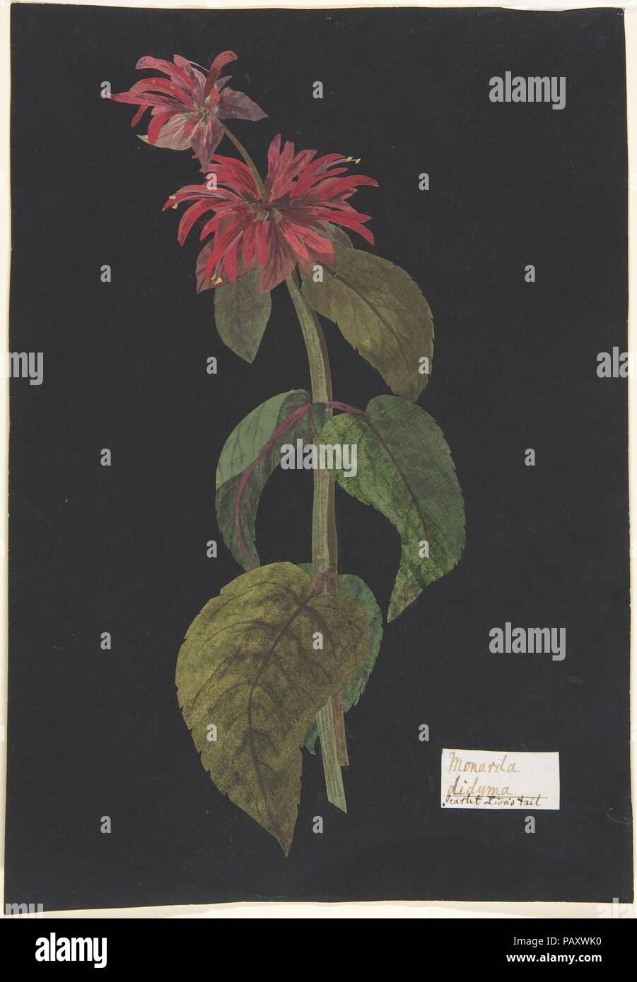Monarda didyma/Scarlet Leone la coda. Artista: l'on. William Booth grigio (British, 1773-1852). Dimensioni: foglio: 11 3/4 x 8 1/2 in. (29,8 x 21,6 cm). Data: ca. 1791 (?). Museo: Metropolitan Museum of Art di New York, Stati Uniti d'America. Foto Stock
