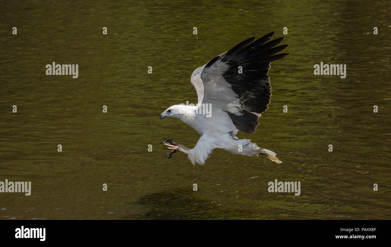 Sea Eagle piomba per preda Foto Stock