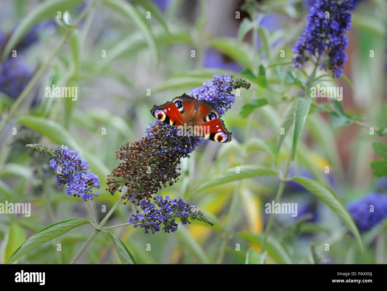 Farfalla pavone mostra aperta ali superiore ali e macchie dell'occhio. Si tratta di alimentazione su Buddleia fiori, o farfalla boccola Foto Stock