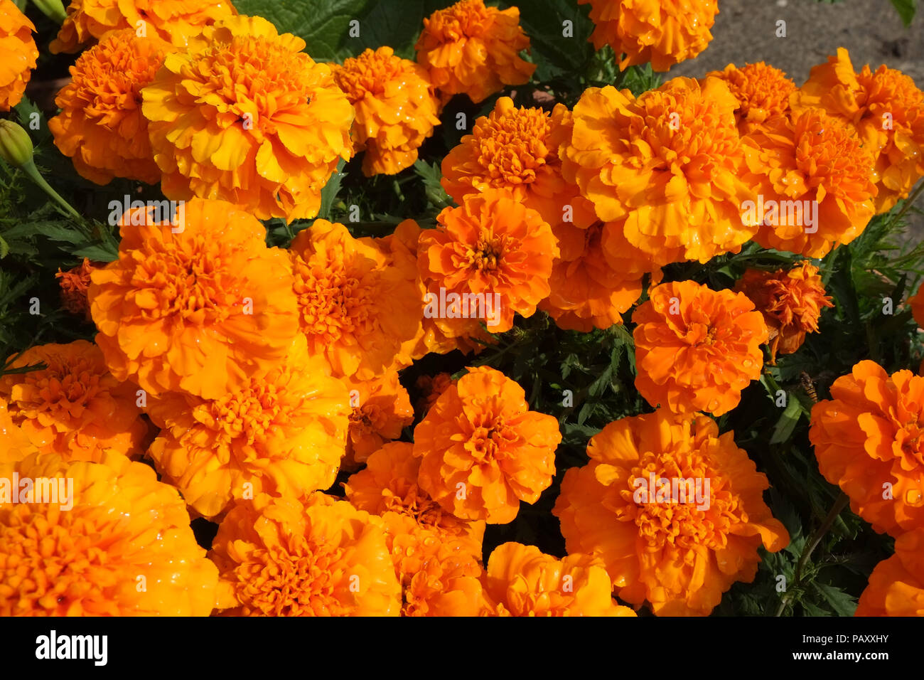 Marigold francese arancione brillante, patula di tagetes, fiori in un giardino all'inglese confine Foto Stock
